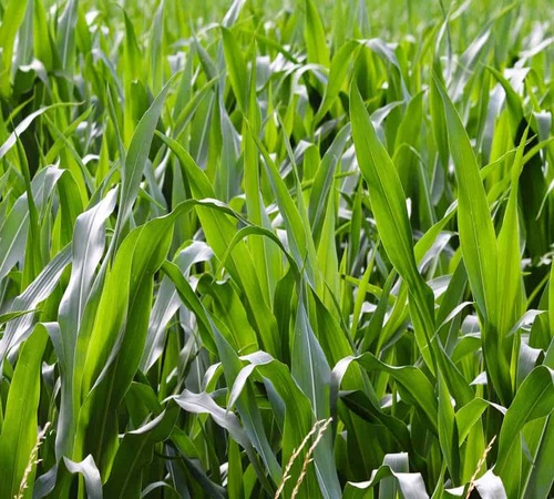 Fertilizer-for-Forage2