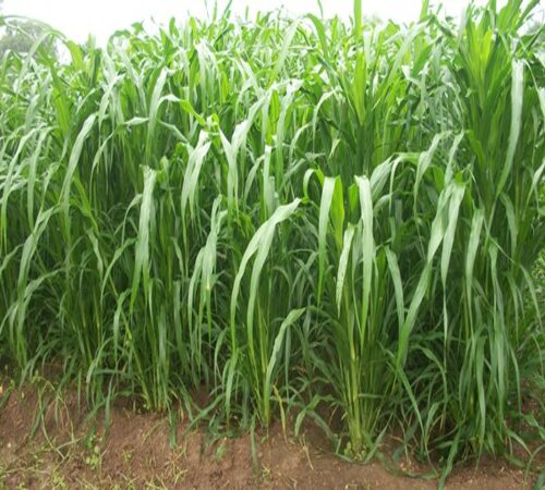 Green-Fodder-Growing