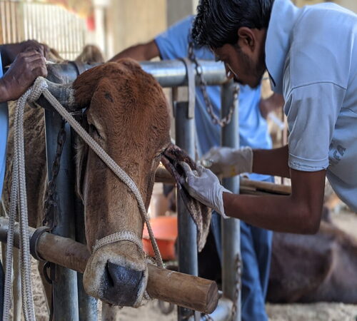 PROJECTS-RESCUE-LARGE-ANIMAL-TEAM-TREATING-BROWN-COW-WITH-EAR-WOUND-1050x700