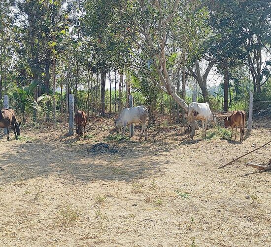 cows1