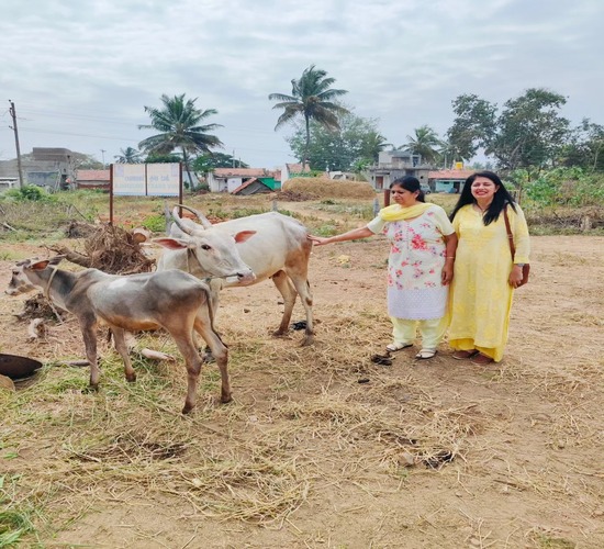 cows2