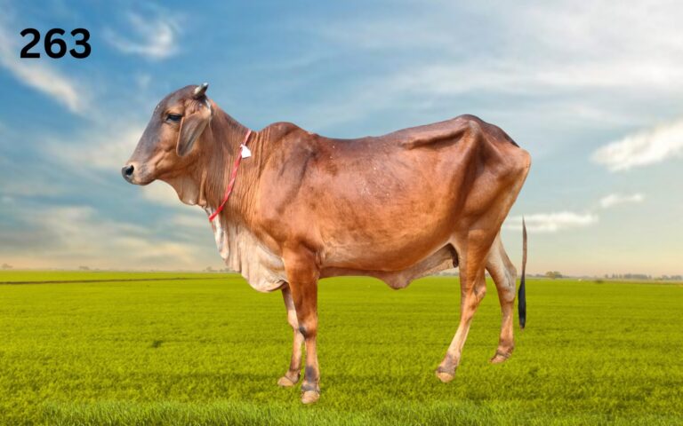 Rathi
